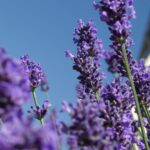 profumeria nel Medioevo